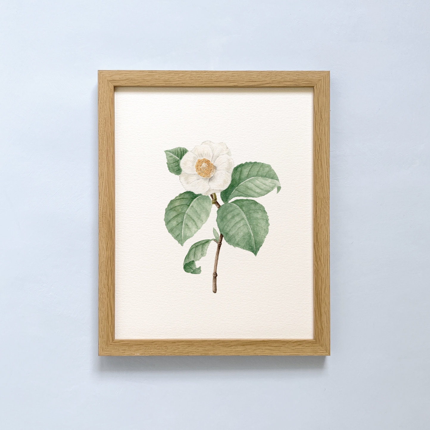 Camellia Art Print