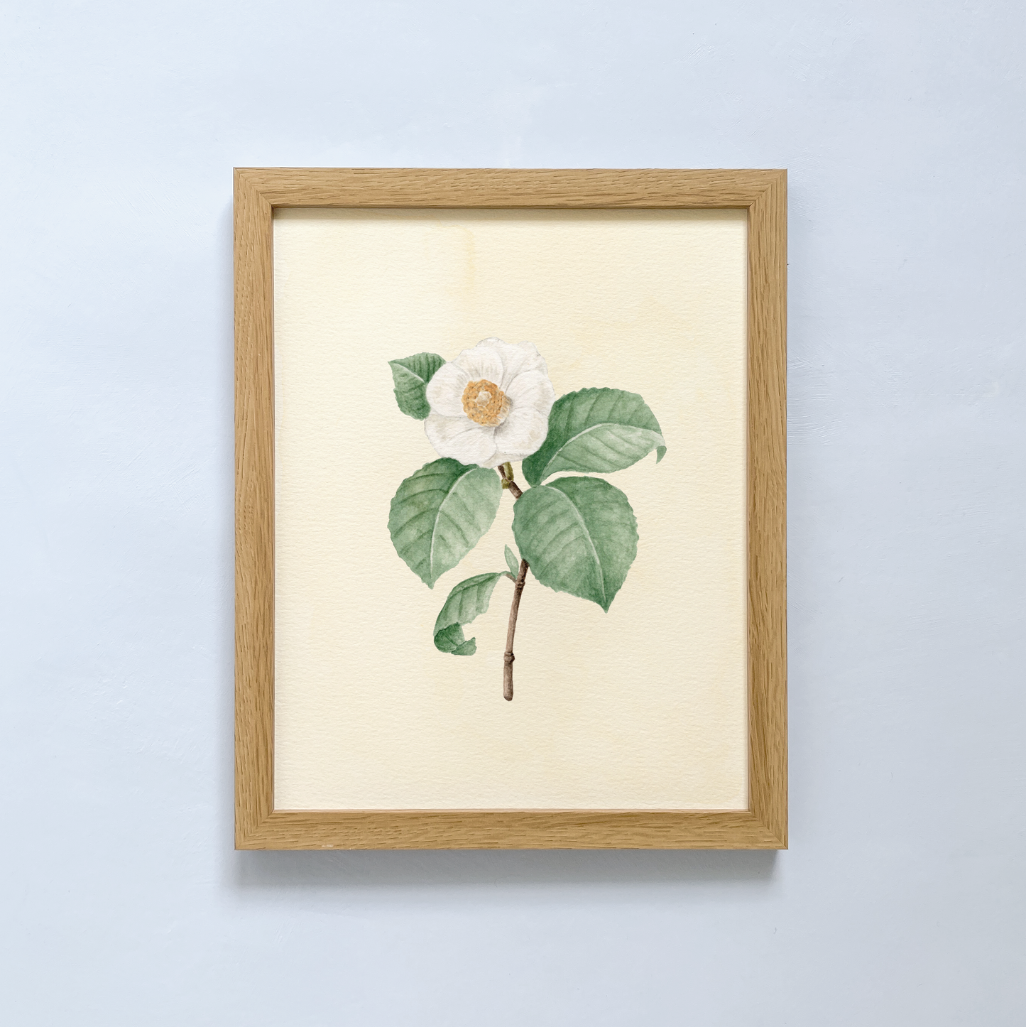 Camellia Art Print